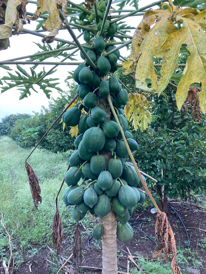 Seasonal fruits from our farm