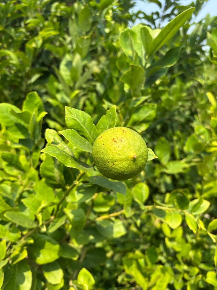Orchard views at Keshavam Farms