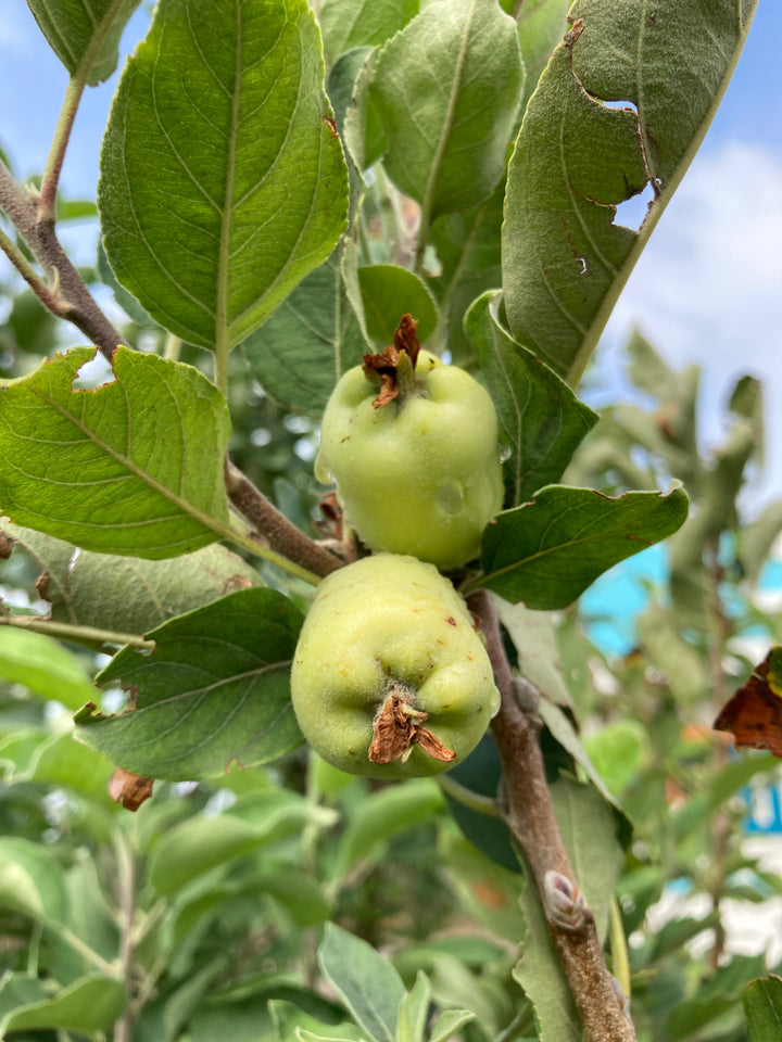 Apple growing in our Maharashtra orchard