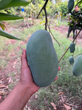 Amrapali