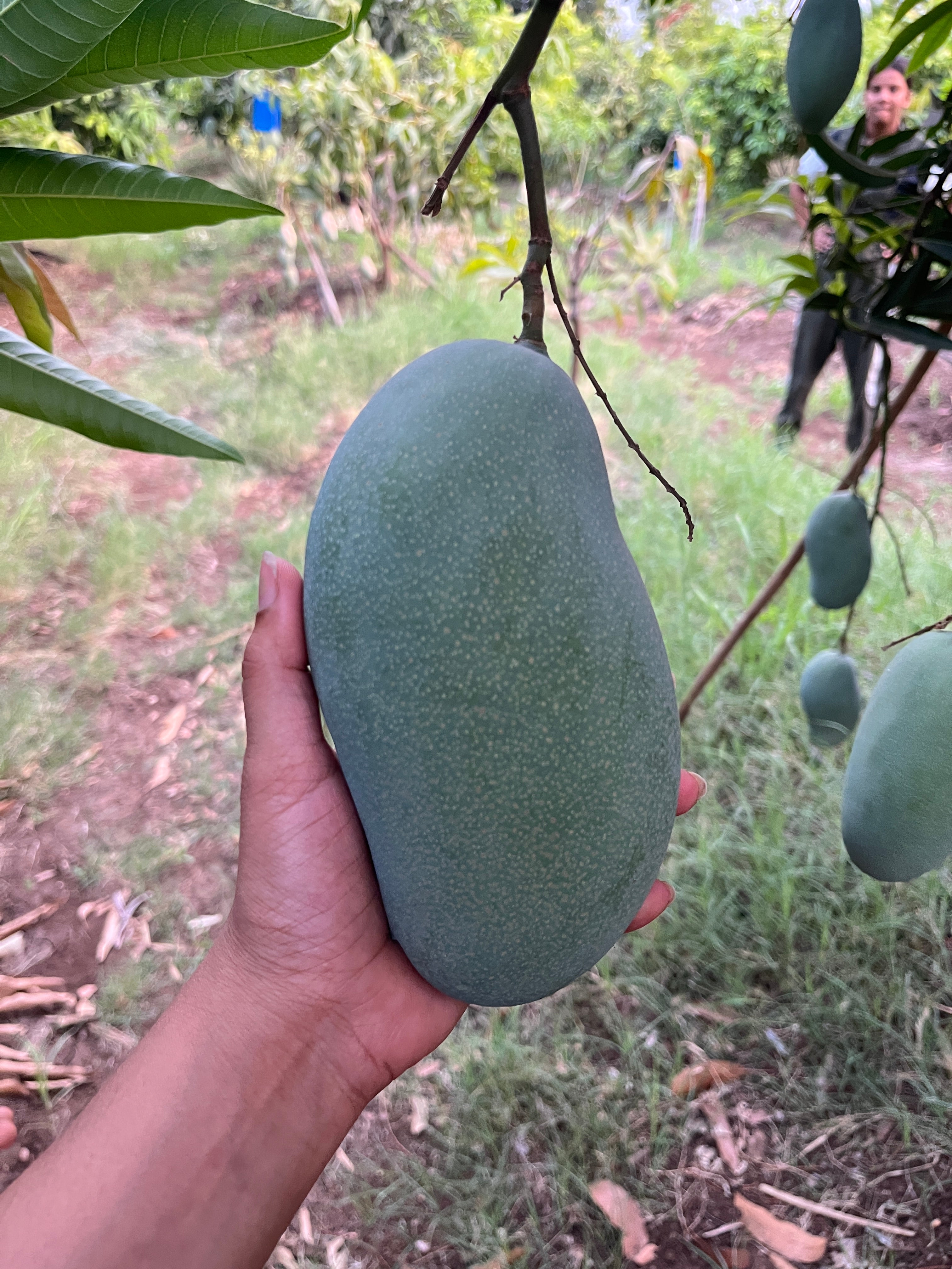 Amrapali