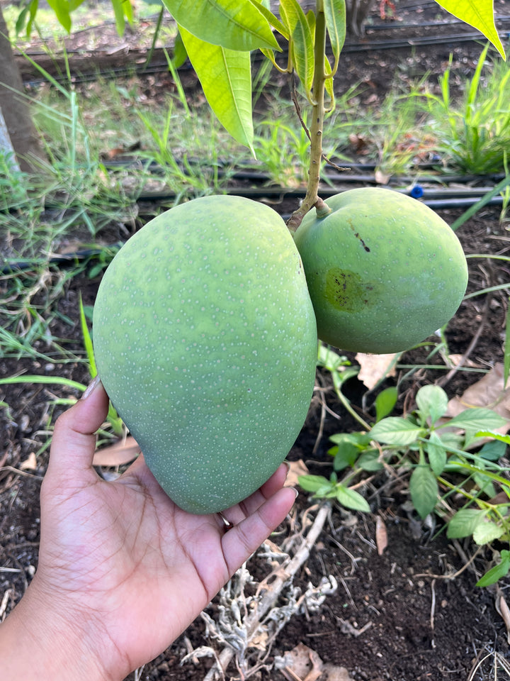 Hand-picking ripe mangoes