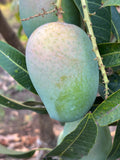 Kesar