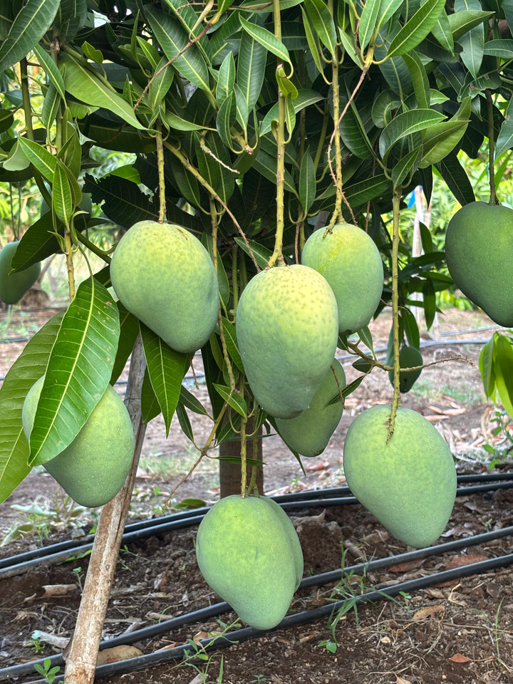 Farm-fresh produce ready for delivery
