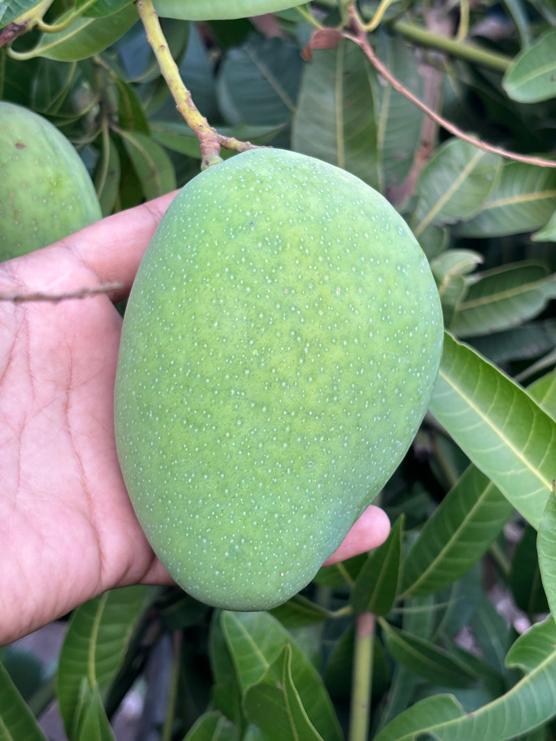 Kesar