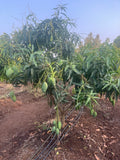 Amrapali